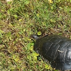 Chelodina longicollis at Shark Creek, NSW - 3 Jan 2025 11:16 AM
