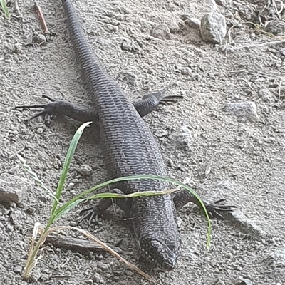 Egernia mcpheei (Eastern Crevice Skink) at Tyndale, NSW - 1 Jan 2025 by Topwood