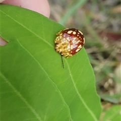 Paropsis maculata (Spotted leaf beetle) at Pillar Valley, NSW - 29 Dec 2024 by Topwood