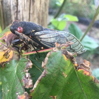 Psaltoda moerens (Redeye cicada) at Lower Borough, NSW - 18 Dec 2024 by mcleana