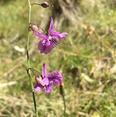 Arthropodium fimbriatum (Nodding Chocolate Lily) at Lower Borough, NSW - 29 Dec 2024 by mcleana