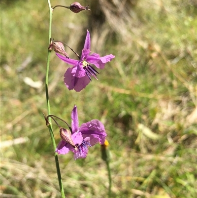 Arthropodium fimbriatum at Lower Borough, NSW - 28 Dec 2024 by mcleana