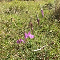 Arthropodium fimbriatum at Lower Borough, NSW - 29 Dec 2024 10:57 AM