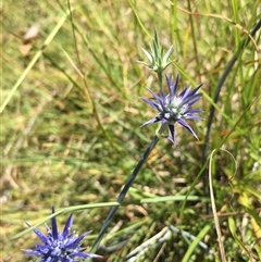 Eryngium ovinum (Blue Devil) at Lower Borough, NSW - 29 Dec 2024 by mcleana