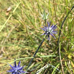 Eryngium ovinum at Lower Borough, NSW - 29 Dec 2024 10:58 AM