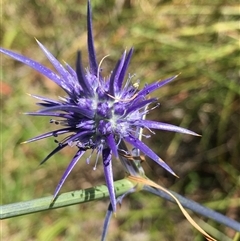 Eryngium ovinum at Lower Borough, NSW - 29 Dec 2024 10:58 AM