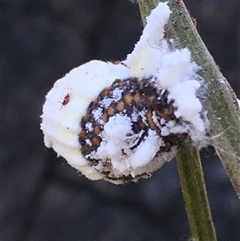 Icerya sp. (genus) (Cottony cushion scale) at Lower Borough, NSW - 30 Dec 2024 by mcleana