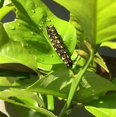 Papilio anactus (Dainty Swallowtail) at Lower Borough, NSW - 3 Jan 2025 by mcleana