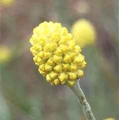 Calocephalus citreus (Lemon Beauty Heads) at Lower Borough, NSW - 7 Jan 2025 by mcleana