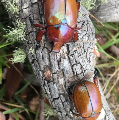 Anoplognathus montanus (Montane Christmas beetle) at Lower Borough, NSW - 7 Jan 2025 by mcleana