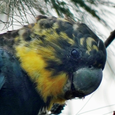 Calyptorhynchus lathami lathami (Glossy Black-Cockatoo) at Buxton, NSW - 18 Dec 2019 by GITM3