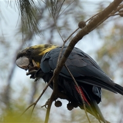 Calyptorhynchus lathami lathami at Buxton, NSW - suppressed