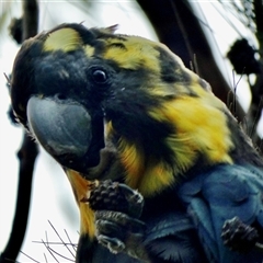 Calyptorhynchus lathami lathami at Buxton, NSW - suppressed