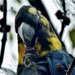 Calyptorhynchus lathami lathami at Buxton, NSW - suppressed