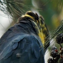 Calyptorhynchus lathami lathami at Buxton, NSW - suppressed