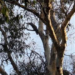 Podargus strigoides (Tawny Frogmouth) at Forde, ACT - 8 Jan 2025 by mroseby