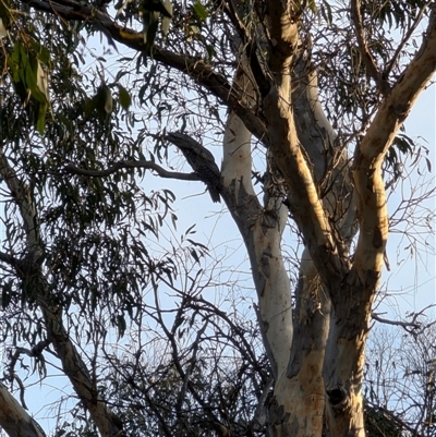 Podargus strigoides at Forde, ACT - 8 Jan 2025 by mroseby