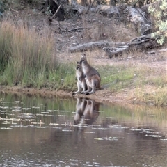 Notamacropus rufogriseus (Red-necked Wallaby) at Forde, ACT - 8 Jan 2025 by mroseby