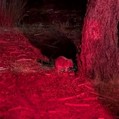 Bettongia gaimardi (Eastern Bettong, Tasmanian Bettong) at Forde, ACT - 8 Jan 2025 by mroseby