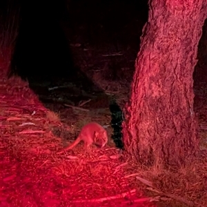 Bettongia gaimardi at Forde, ACT - 8 Jan 2025 09:07 PM