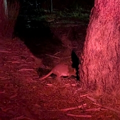 Bettongia gaimardi at Forde, ACT - 8 Jan 2025 09:07 PM