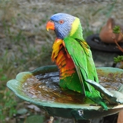 Trichoglossus moluccanus (Rainbow Lorikeet) at Symonston, ACT - 9 Jan 2025 by CallumBraeRuralProperty