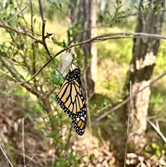 Unidentified Insect at Brownlow Hill, NSW - 2 Feb 2023 by caitlinharnett