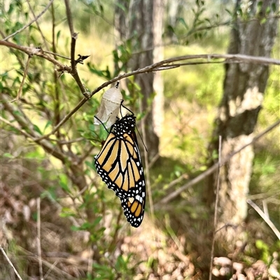 Danaus plexippus (Monarch) at Brownlow Hill, NSW - 2 Feb 2023 by caitlinharnett