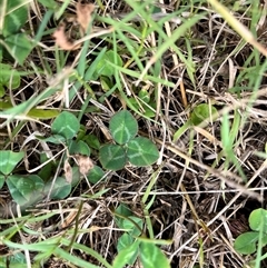 Trifolium sp. (Clover) at Brownlow Hill, NSW - 8 Jan 2025 by caitlinharnett