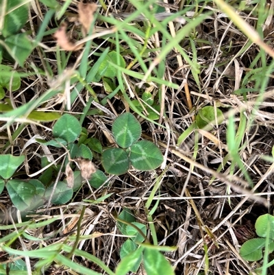 Trifolium sp. (Clover) at Brownlow Hill, NSW - 8 Jan 2025 by caitlinharnett