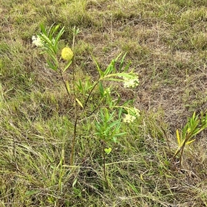 Gomphocarpus fruticosus at Brownlow Hill, NSW - 9 Jan 2025 09:32 AM