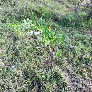 Gomphocarpus fruticosus at Brownlow Hill, NSW - 9 Jan 2025 08:26 AM