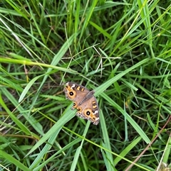 Junonia villida (Meadow Argus) at Brownlow Hill, NSW - 16 Feb 2024 by caitlinharnett