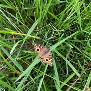 Junonia villida at Brownlow Hill, NSW - 16 Feb 2024 03:01 PM