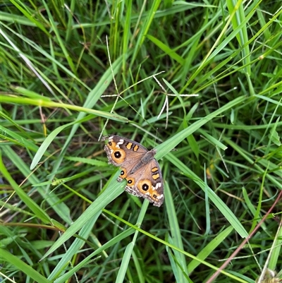 Junonia villida (Meadow Argus) at Brownlow Hill, NSW - 16 Feb 2024 by caitlinharnett