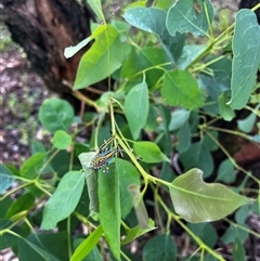 Amorbus alternatus (Eucalyptus Tip Bug) at Orangeville, NSW - 16 Feb 2024 by caitlinharnett