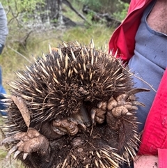 Tachyglossus aculeatus (Short-beaked Echidna) at Brownlow Hill, NSW - 5 Jan 2023 by caitlinharnett