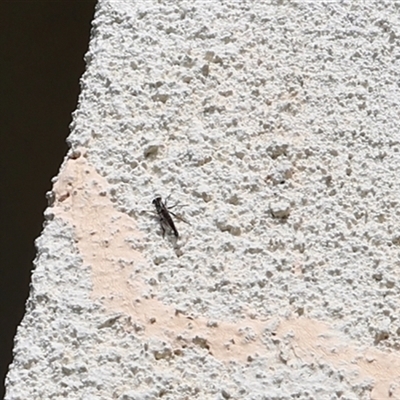 Cerdistus sp. (genus) (Slender Robber Fly) at Lyons, ACT - 8 Jan 2025 by ran452