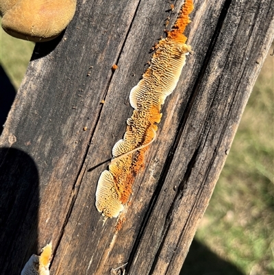 Unidentified Fungus at Brownlow Hill, NSW - 31 Mar 2023 by caitlinharnett