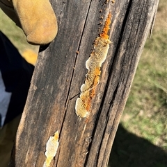 Gloeophyllum sp. at Brownlow Hill, NSW - 31 Mar 2023 02:39 PM