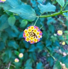 Lantana camara (Lantana) at Brownlow Hill, NSW - 14 May 2024 by caitlinharnett