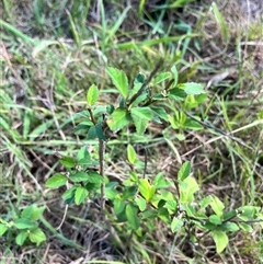 Sida rhombifolia (Paddy's Lucerne, Arrow-leaf Sida) at Brownlow Hill, NSW - 9 Jan 2025 by caitlinharnett