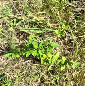 Sida rhombifolia at Brownlow Hill, NSW - 9 Jan 2025 09:22 PM