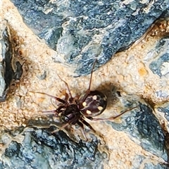 Habronestes sp. (genus) (An ant-eating spider) at Gundaroo, NSW - 9 Jan 2025 by Gunyijan
