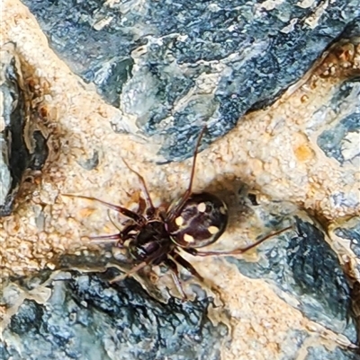 Habronestes sp. (genus) (An ant-eating spider) at Gundaroo, NSW - 9 Jan 2025 by Gunyijan