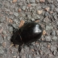 Unidentified Beetle (Coleoptera) at Charlestown, NSW - 6 Jan 2025 by Eduvete