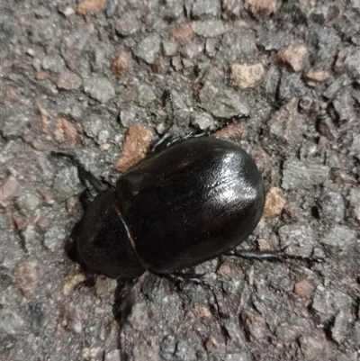 Unidentified Beetle (Coleoptera) at Charlestown, NSW - 6 Jan 2025 by Eduvete