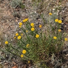 Rutidosis leptorhynchoides (Button Wrinklewort) at Lake George, NSW - 21 Dec 2024 by MPennay