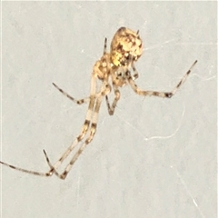 Cryptachaea gigantipes (White porch spider) at Gundaroo, NSW - 9 Jan 2025 by Gunyijan