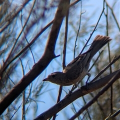 Pachycephala rufiventris (Rufous Whistler) at Lake Mackay, NT - 30 Dec 2024 by Darcy